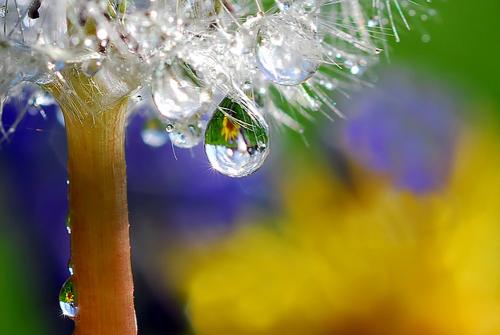 water drop - water drop nature