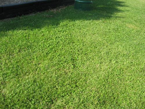 Grass and Trees - Take a moment to enjoy the great outdoors.