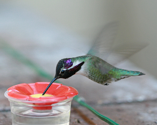 Hummingbird a unique animal of God. - I love to watch Hummingbirds. They are fascinating creatures. And so busy. It is very fascinating to watch them.