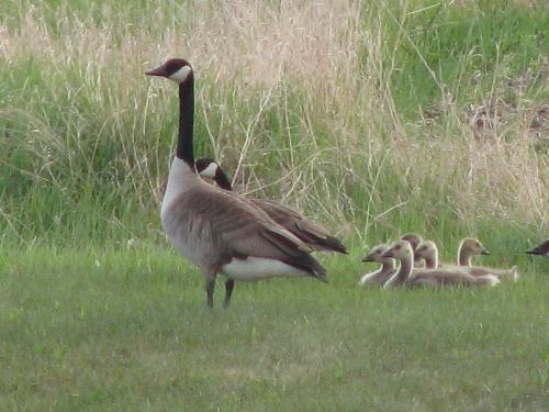 Canadian Geese in their natural habitat - My hubs and I like to take the camera and scout the back roads of rural Manitoba in search of interesting shots.  I took this one on one of our mini 'nature' vacations.