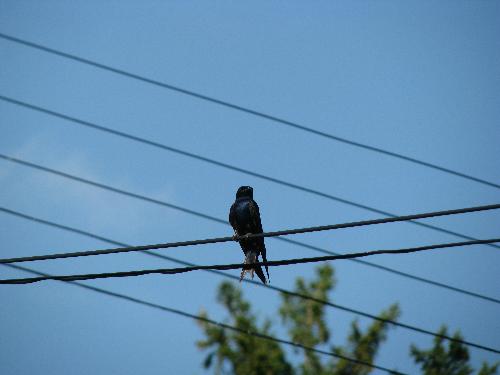 Little feathered friend  - While sitting out on our deck Mylotting on my laptop this little feathered friend dropped by for a visit. Charming!