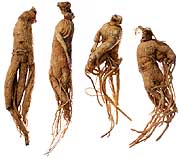Ginseng a herb that has healing qualities. - This herb is known for helping a lot of different ailments.