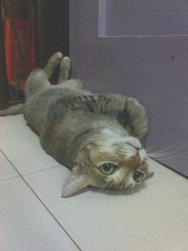 kitty - another picture of my kitty girl ;D