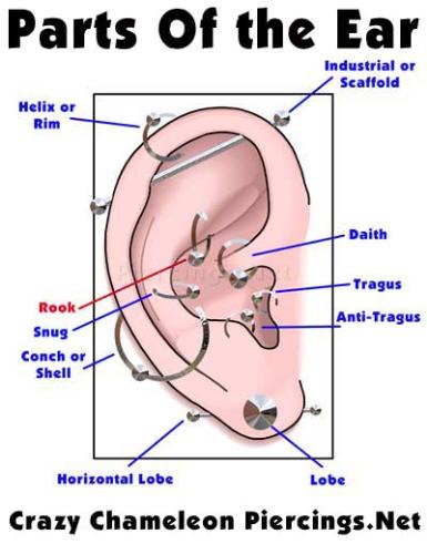 ear piercings - piercings