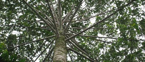 Branches. - Isn't God's creation wonderful?