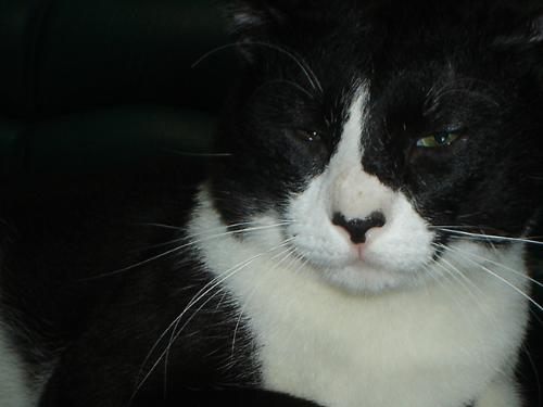 its my cute cat - isnt it lovely? he's so handsome. he's my cat. ive 3 of them. they are so cuddly and huggable. i love them so much. they make my days great!