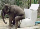 wc - Elephant, WC, pee, on a piano, funny picture. lol