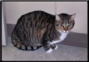 Cats and Dogs - Can they be friends?