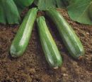 picture of zucchini - Here is some pretty zucchinis.