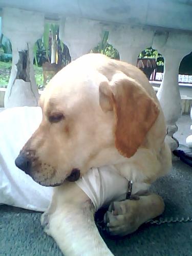 snobbish dog - It's my dog Potpot.