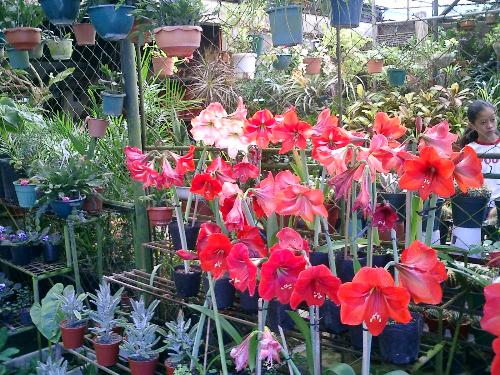 Flowers in Baguio City - This was taken in one of the flower stalls in the Orchidarium in Baguio City. A place where beautiful flowers bloom all year round.