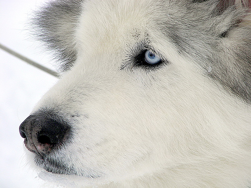white siberian husky - one of the dog breeds, that looks like fox, and can live with cold climate.