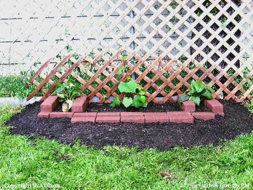 Newest Landscape project - Grapes and 2 Black Eyed Susans Newest Landscape project - Grapes and 2 Black Eyed Susans