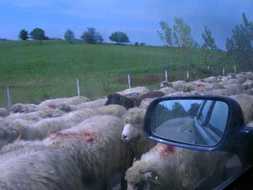 Traffic Jam? - Sharing the road with sheep in rural Romania.  A shepherd was taking his flock from one field to another as they passed by our car.