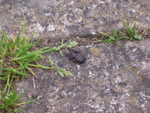 ewwwwwwww - THIS was in my garden, there are loads of these things, Ihave never seen anything like it.