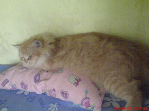 sleeping cat - this is my Garfield.He really loves to sleep.;p