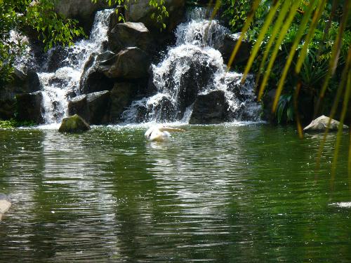 Birds - Enjoy swimming!