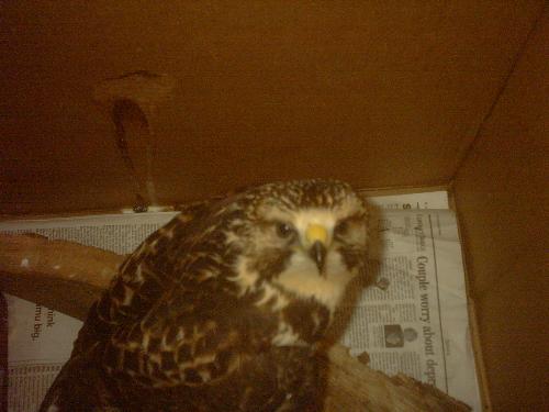 Redtailed Hawk -  We had her in our livingroom for 10 days before she went to the Hutchinson,ks Zoo.