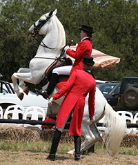 A Majestic Lippizon Horse. - I have seen these horse and loved it. I watched a horse show where they did their famous jumps. It was like watching a horse dance in the air. A most magnificient horse the Lippizon is truly awesome.