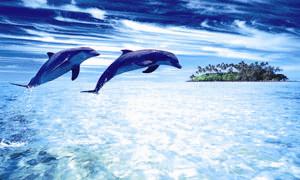 Dolphins in play. - This picture shows the fun dolphins have.