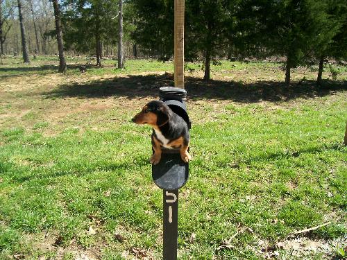 Hilarious - The things you get in the mail these days! This is my mothers weiner dog that someone thought would be funny to put in the mail box!