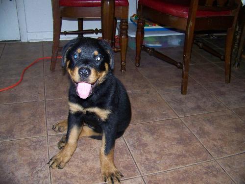 Romeo - This is a picture of our rotweiller 'Romeo' he is about 3.5 months old.