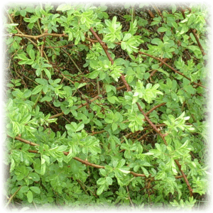 Thorny Bush of Death - This thorny bush has taken over our property fence and has to be removed. So we started cutting it out this year and replace it with grape vines.