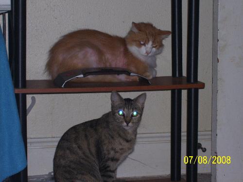 kittys - cats