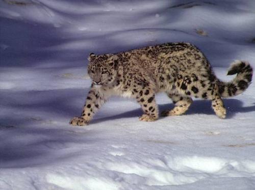 Mykl's new kitty - This is the cat that I bid in the auction for A Date With Myklj999. The Snow Leopard is the most beautiful big cat I have ever seen.