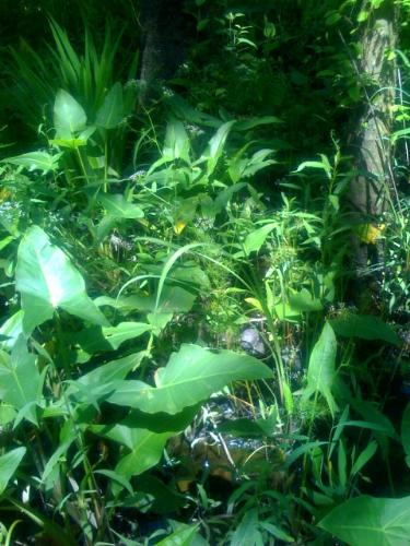 Wetland plants - Native wetland plants of Louisiana.