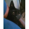 Sally, the kitten - This is the newest addition to our family....my husband and I call her little s***!