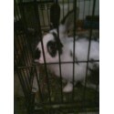 Oreo - This is my bunny, Oreo.