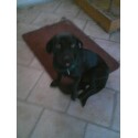 Blaze, the Rot n' Weiner - This is the infamous Blaze. She runs things at our household.