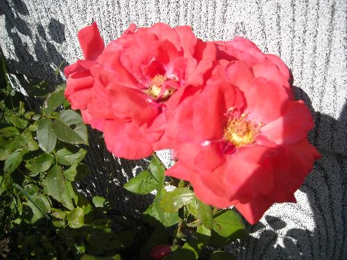 Roses - These roses are on the bush at the south end in front of the house.