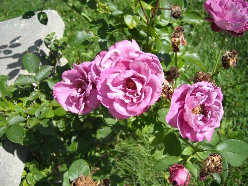 Red Roses - These roses are at the north end in front of the house.