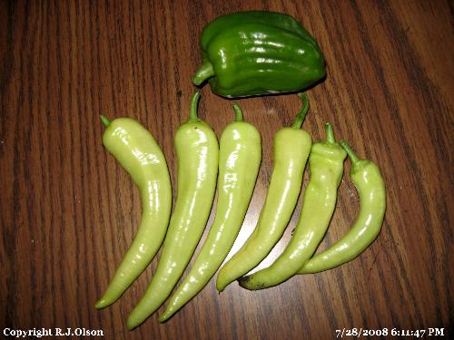 Bell and banana peppers - Picked fresh from my garden in Minnesota July 28th,2008.