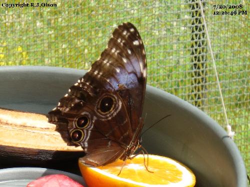 Butterfly - Taken at the Butterfly house at Como Zoo in Minnesota. This is called a Clipper Butterfly I think.