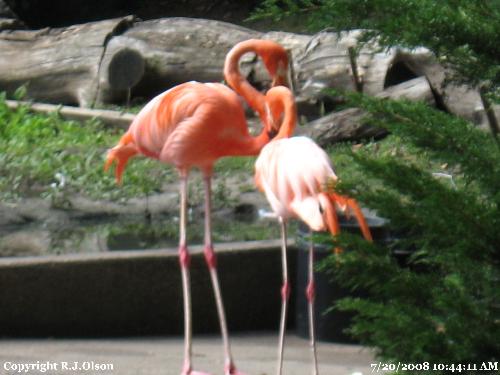 Flamingos - Taken at the Butterfly house at Como Zoo in Minnesota July 20th 2008.