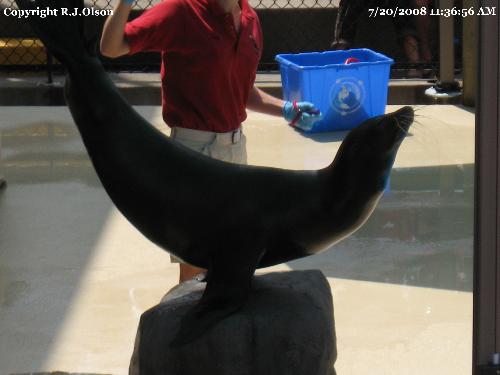 Sparky The Seal - Taken at the Como Zoo in Minnesota. A Como Zoo icon that has been here for 35 plus years. This is the first ever female Sparky though.
