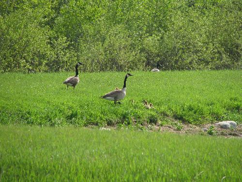 A family of Canadian Geese - My hubby and I were not far from home when we discovered a family of Canadian Geese. It was a thrill to be able to experience them at close range and capture this photo of the parents and their furry gosling babies.