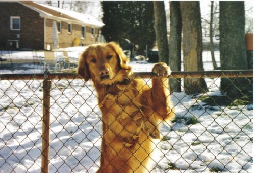 Rusty - Our golden retriever at one year.