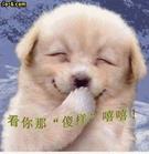 Lovely dog  - a funny and lovely dog