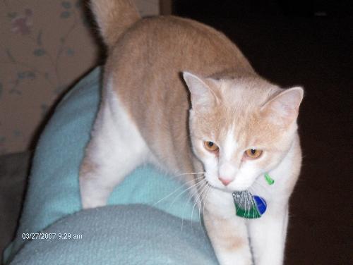 This is Gus - Gus wears a fur coat with matching mittens