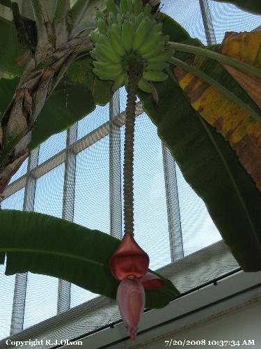 Banana Tree - Taken at the Como Park Coservatory in Minnesota in the Tropics Building.