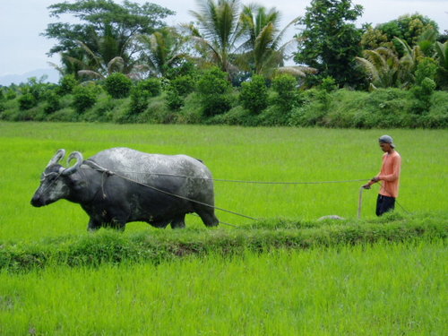 a farmer and his best friend - i've never to my hometown for almost 6 years.