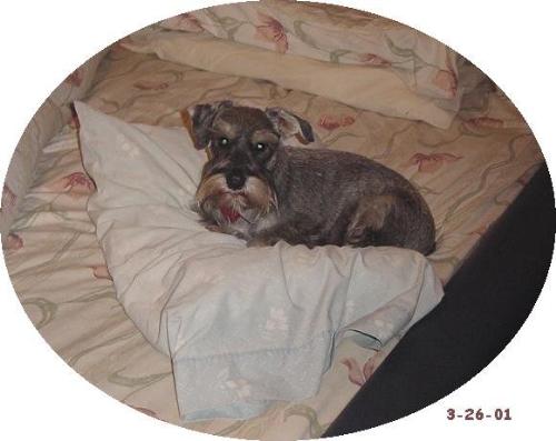 Fritz on his pillow - photo of my dog Fritz on his pillow