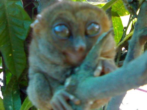 tarsier - tarsier in bohol