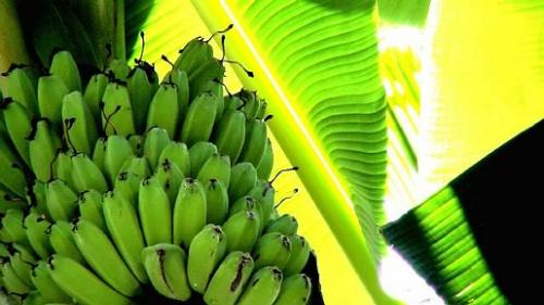 Banana - Banana, good for the heart