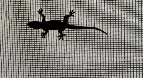 Lizard - The Lizard on our door screen.