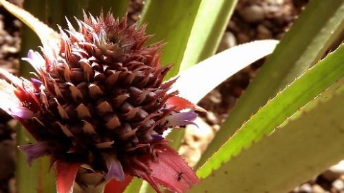 pineapple - I've watched one program on TV that said pineapple wasn't only used to get vitamin C. It was also used to get worms out of the stomach.